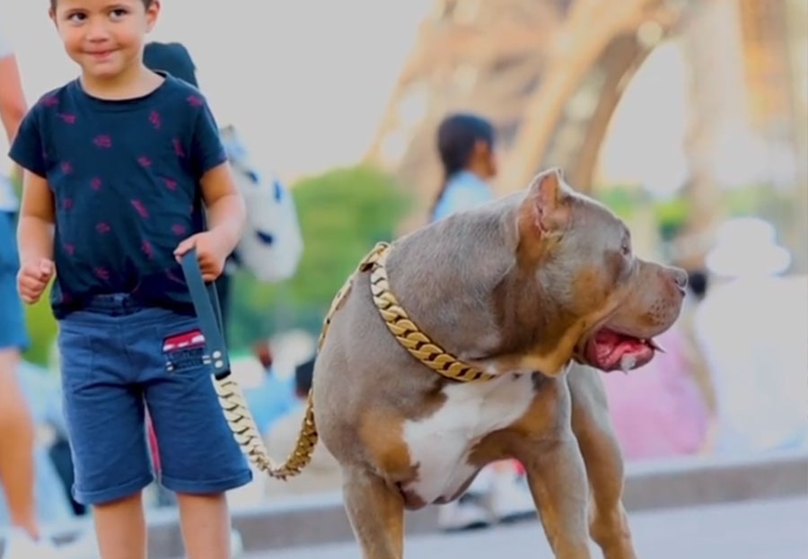 Chien Lords of Shinsekai