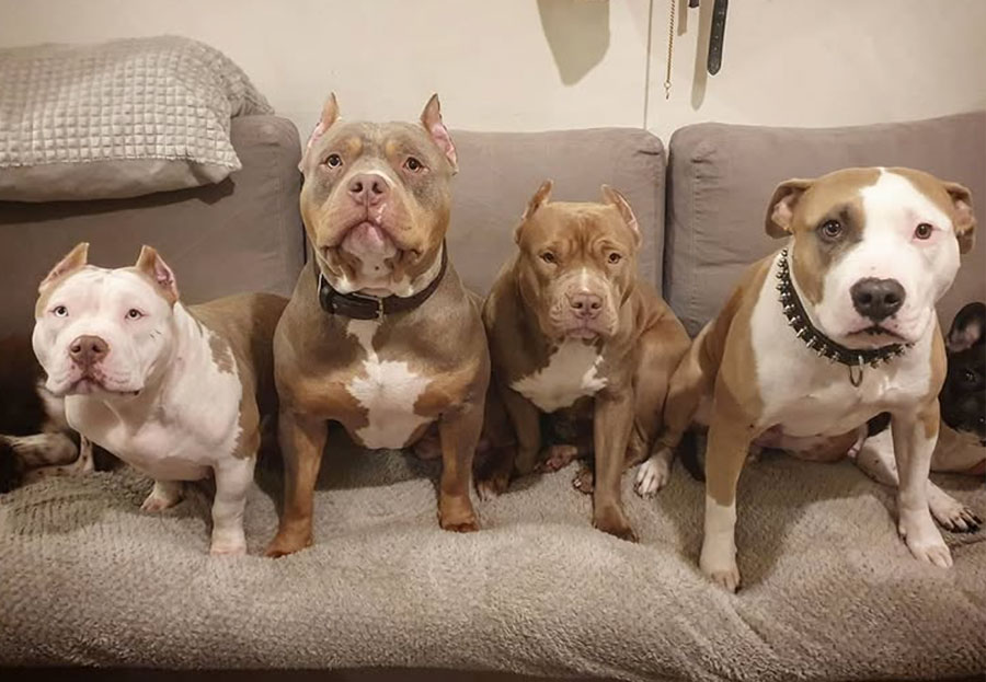 Chien Lords of Shinsekai