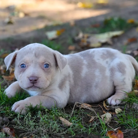 Chiot LORDS OF SHINSEKAI