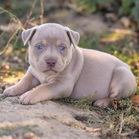 Chiot LORDS OF SHINSEKAI