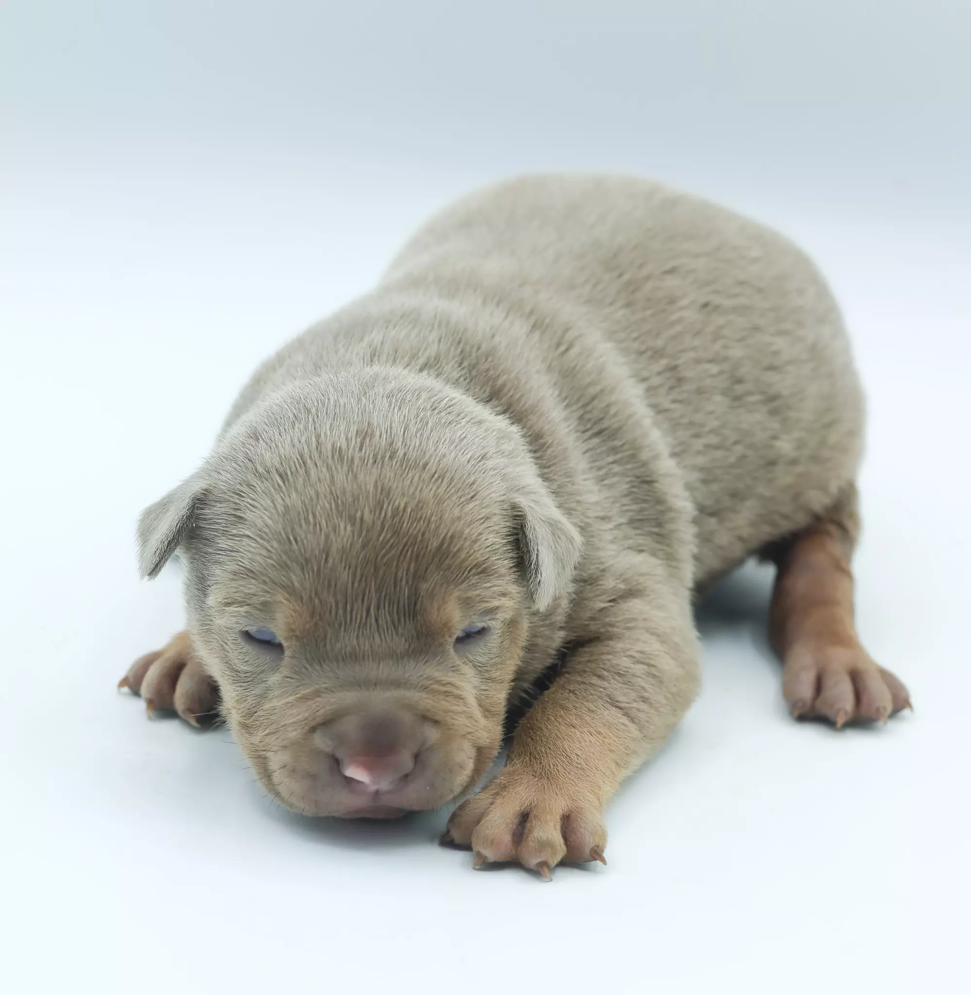Chiot LORDS OF SHINSEKAI Chiot LORDS OF SHINSEKAI