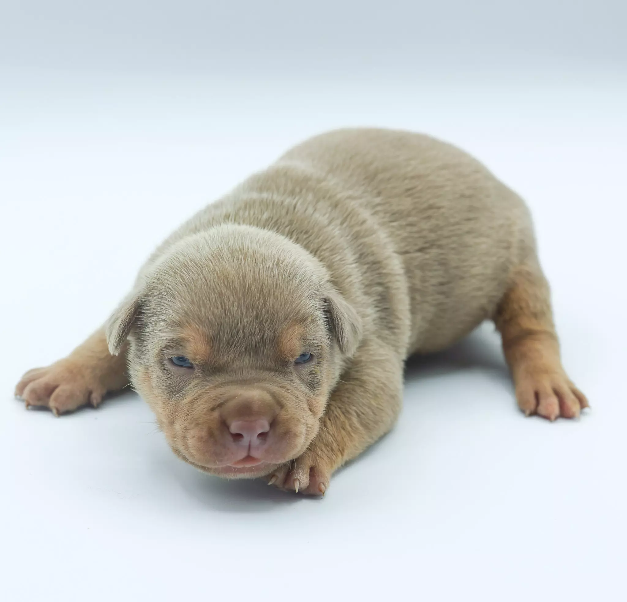 Chiot LORDS OF SHINSEKAI Chiot LORDS OF SHINSEKAI