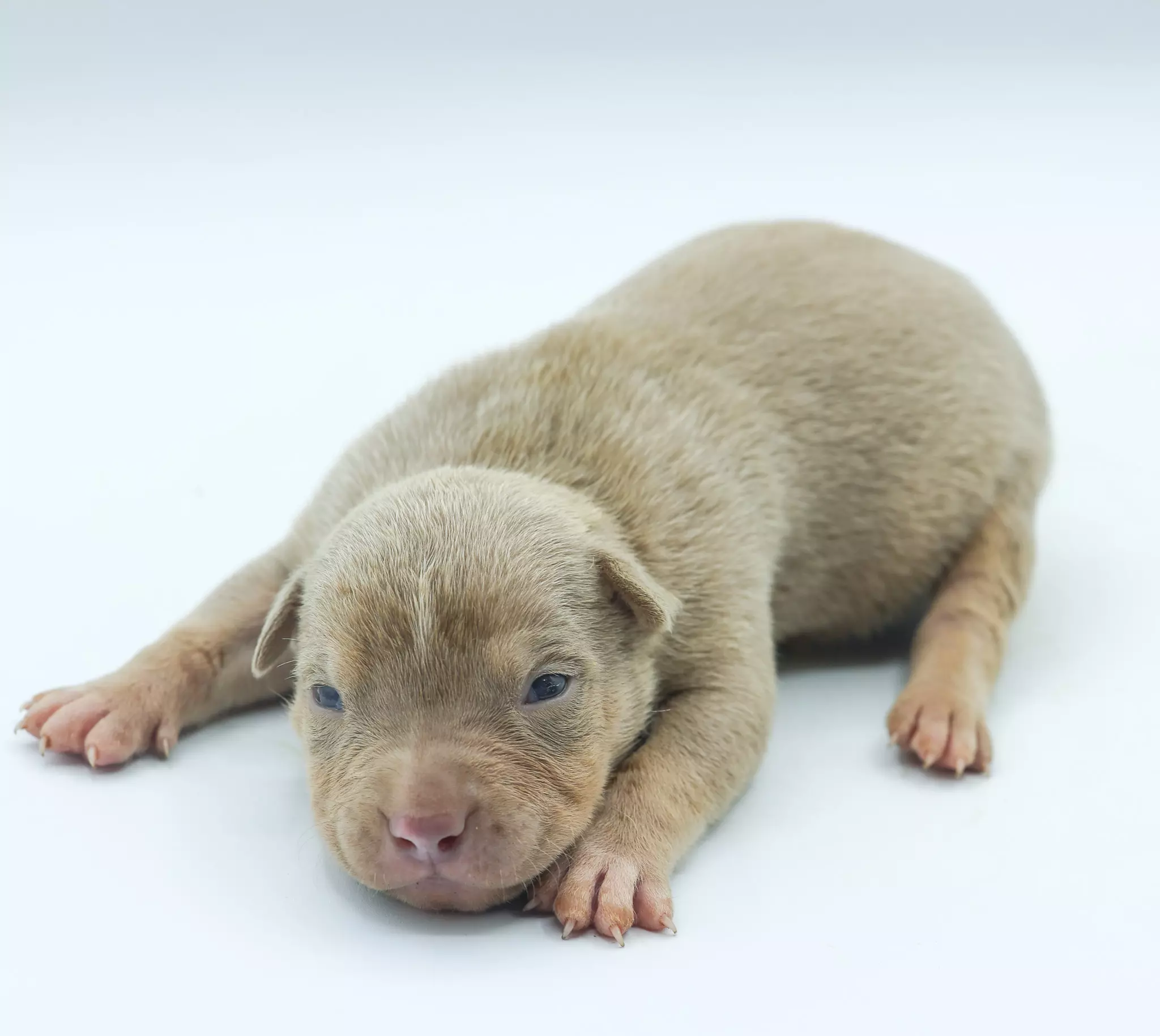 Chiot LORDS OF SHINSEKAI Chiot LORDS OF SHINSEKAI