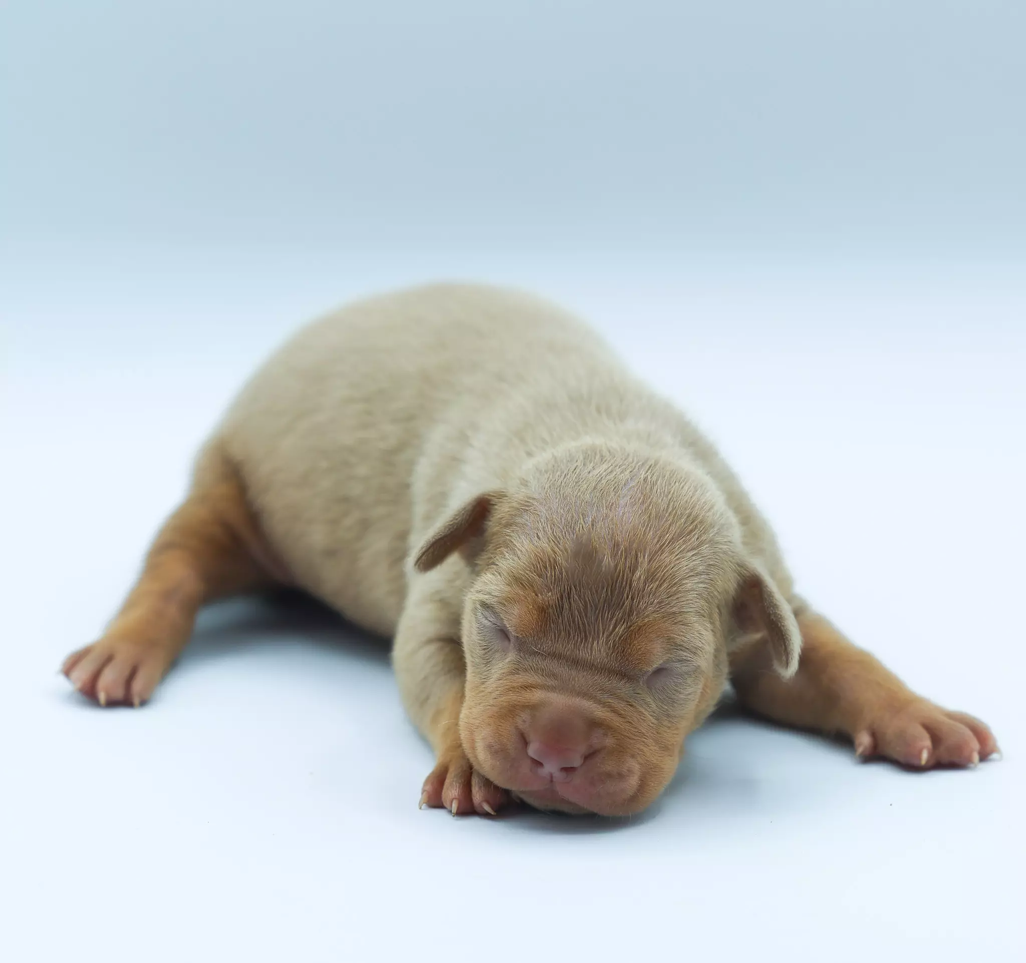 Chiot LORDS OF SHINSEKAI Chiot LORDS OF SHINSEKAI