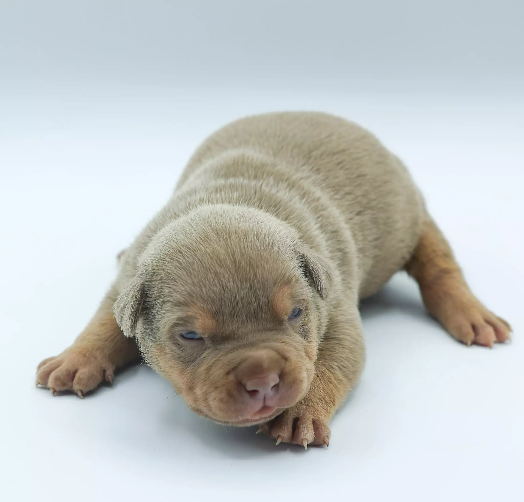 Chiot LORDS OF SHINSEKAI Chiot LORDS OF SHINSEKAI