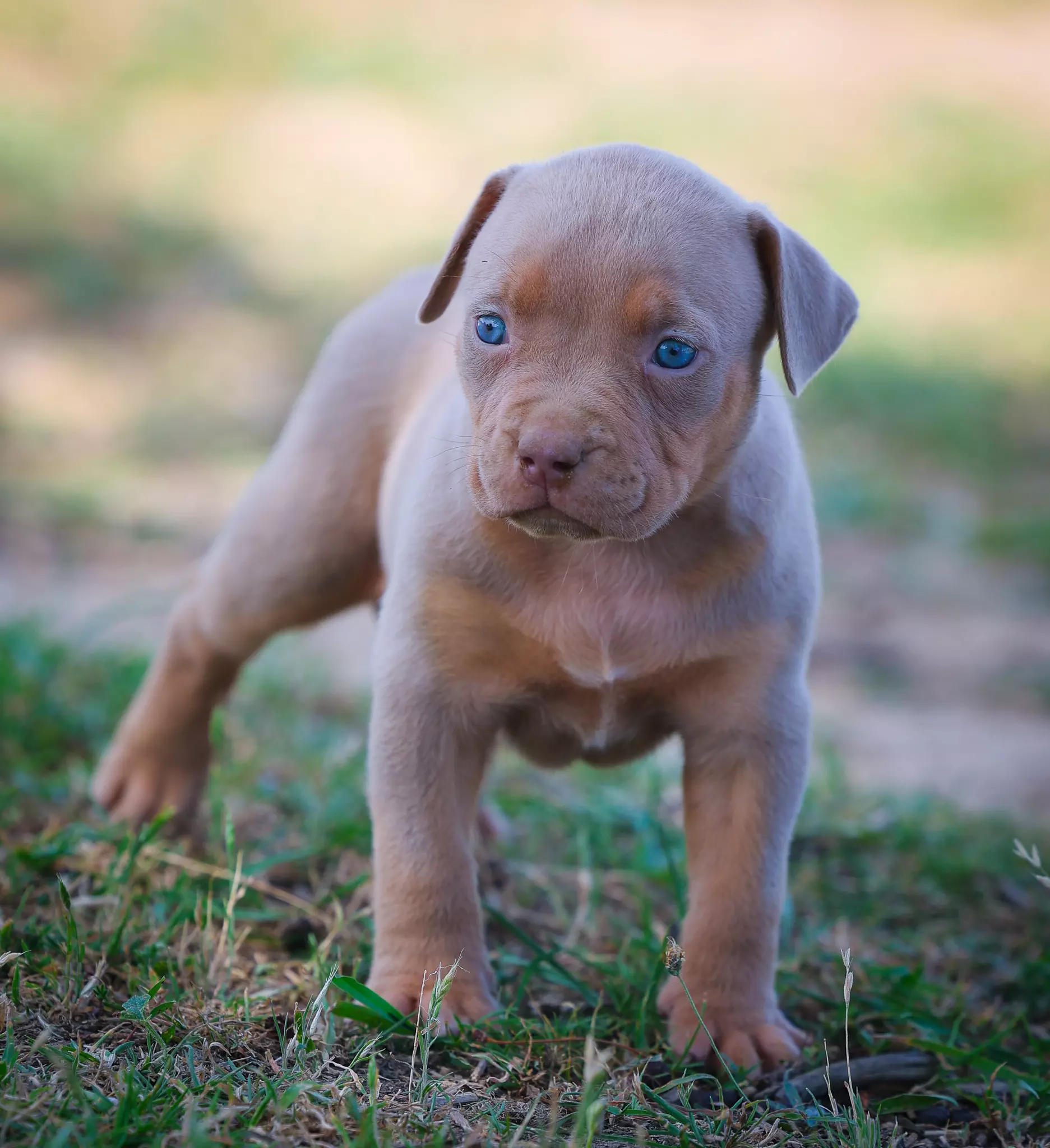 Chiot LORDS OF SHINSEKAI Chiot LORDS OF SHINSEKAI