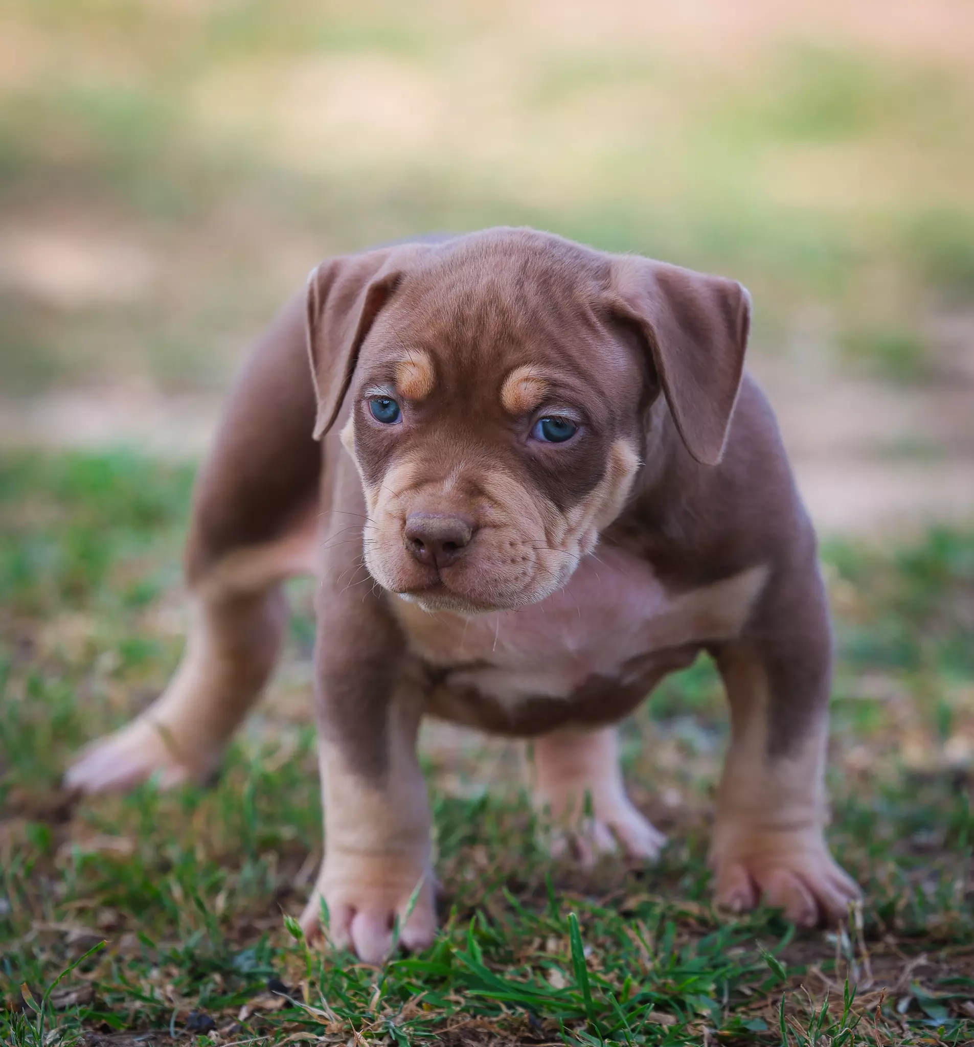 Chiot LORDS OF SHINSEKAI Chiot LORDS OF SHINSEKAI
