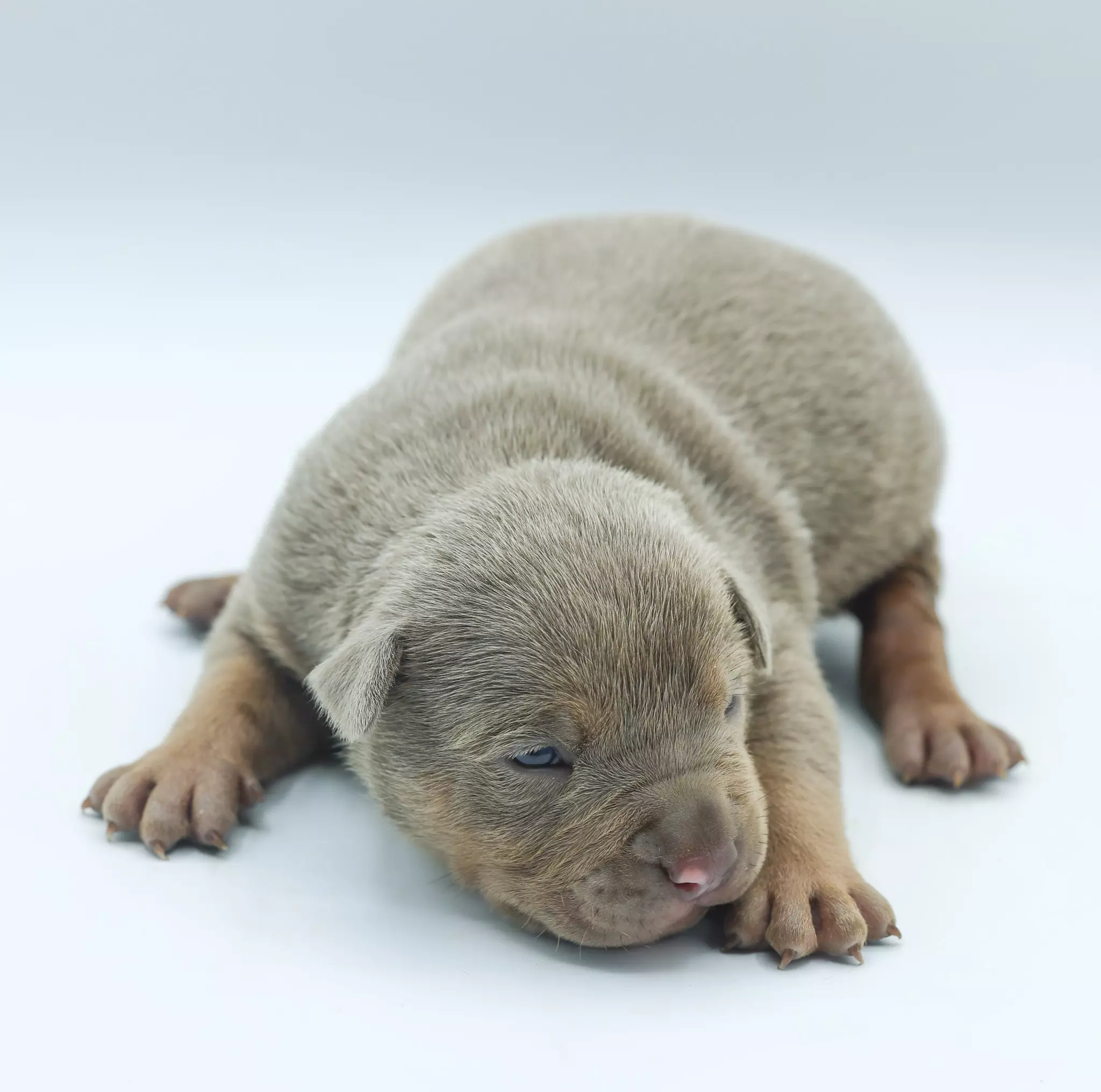 Chiot LORDS OF SHINSEKAI Chiot LORDS OF SHINSEKAI