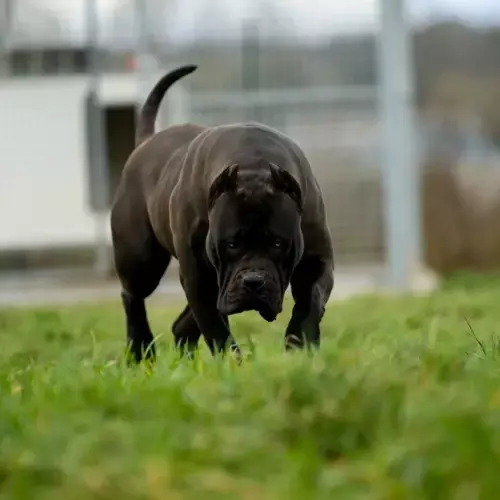American Bully