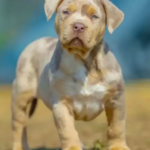 American Bully