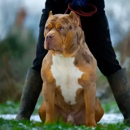 American Bully