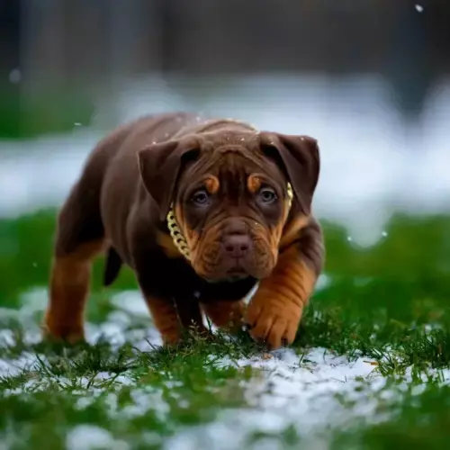 American Bully