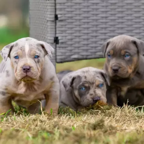 American Bully