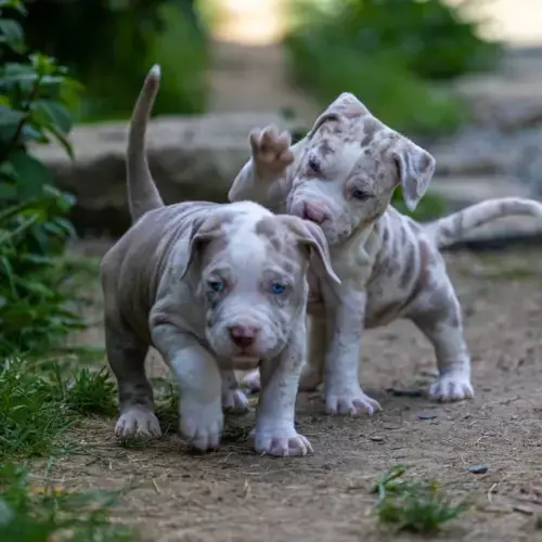American Bully