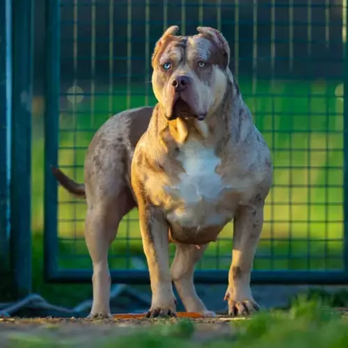 American Bully