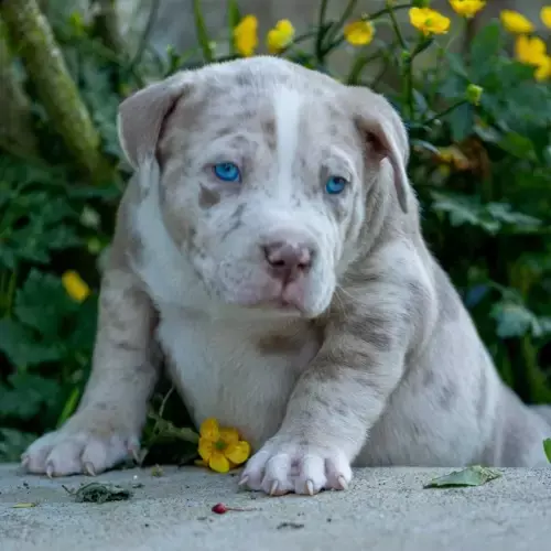 American Bully