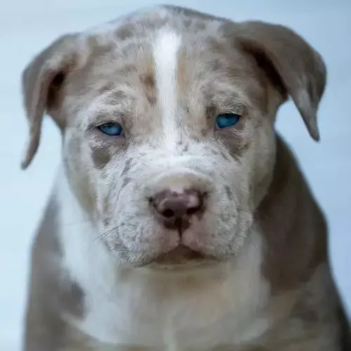 American Bully