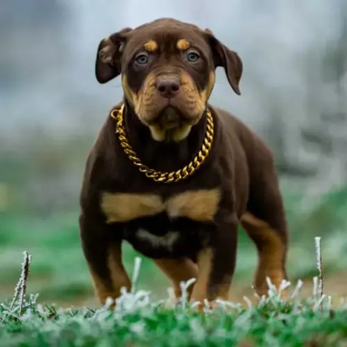 American Bully