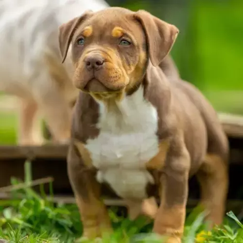 American Bully