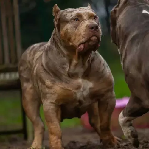 American Bully