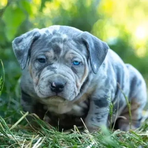 American Bully
