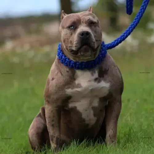 American Bully
