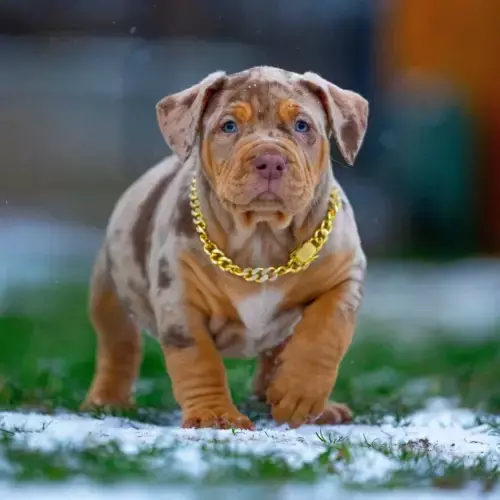 American Bully
