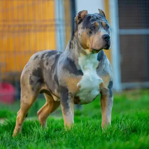 American Bully