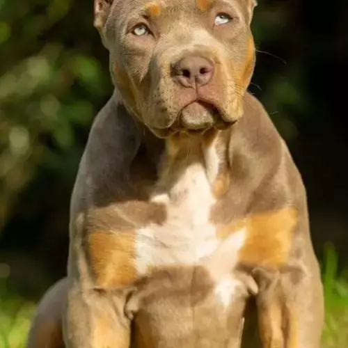 American Bully