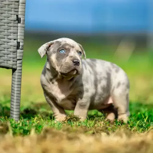 American Bully