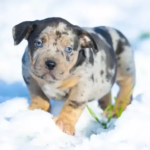 American Bully
