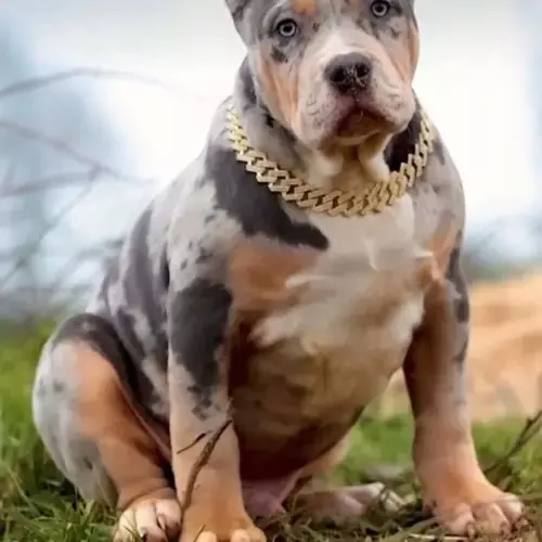 American Bully