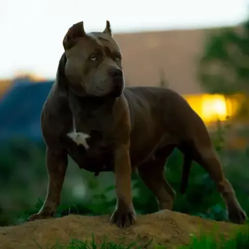 American Bully