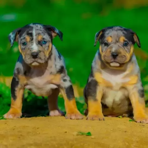 American Bully