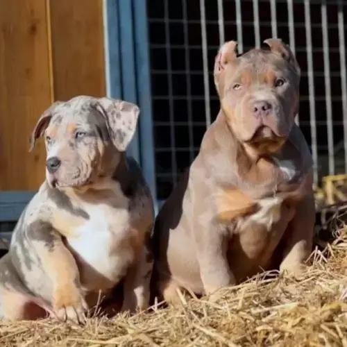 American Bully