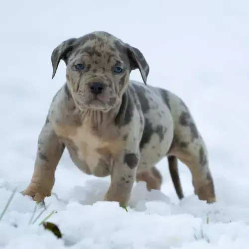 American Bully