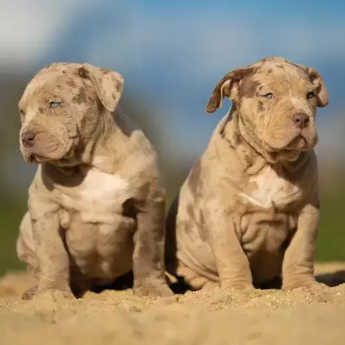 American Bully