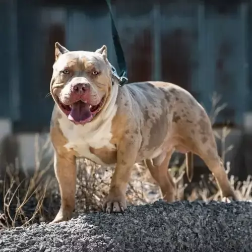 American Bully