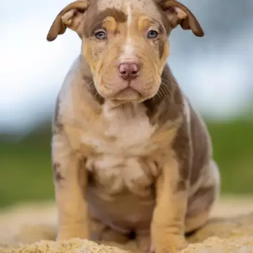 American Bully