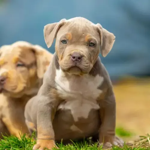 American Bully
