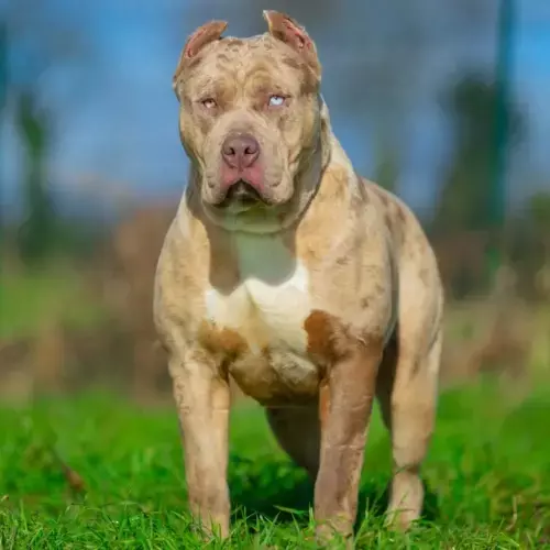 American Bully