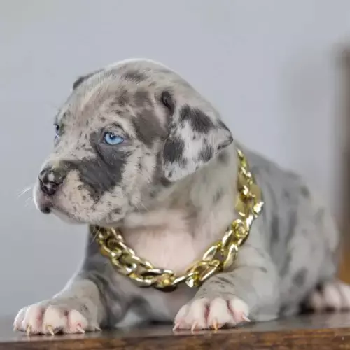 American Bully