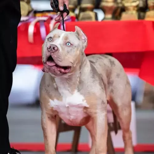 American Bully