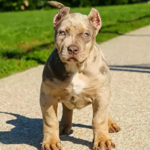 American Bully