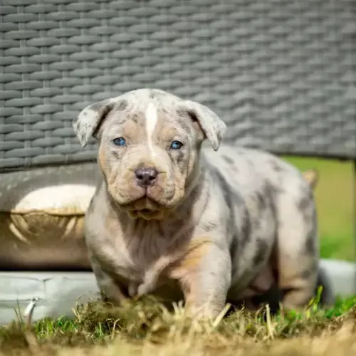 American Bully