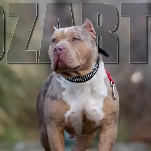 American Bully