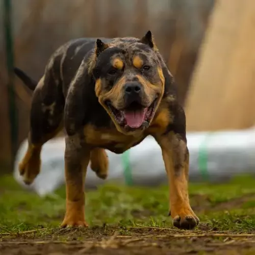 American Bully