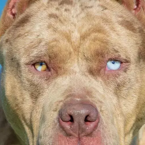 American Bully