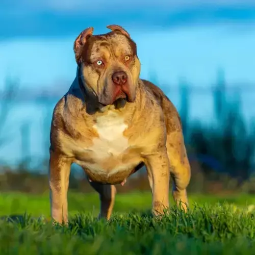 American Bully