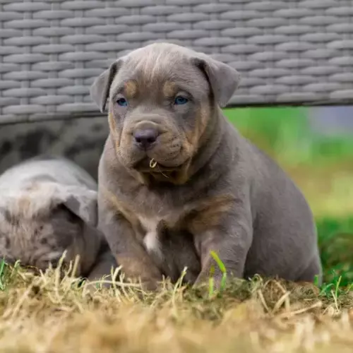 American Bully